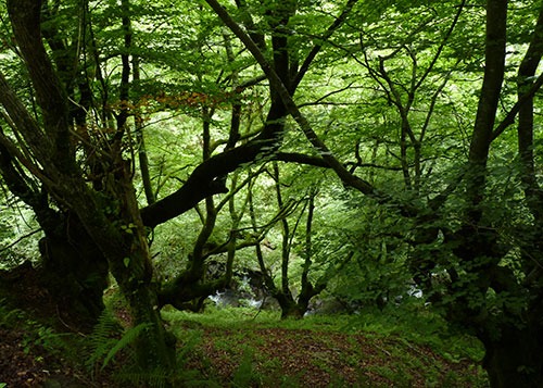 bosque de hayas donde el color predominante es el verde de las hojas sobre el tono oscuro de las ramas y troncos de las hayas, en el suelo se ven muchas hojas
