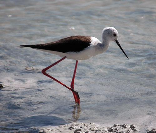 Cigüeñuela común sobre una pata