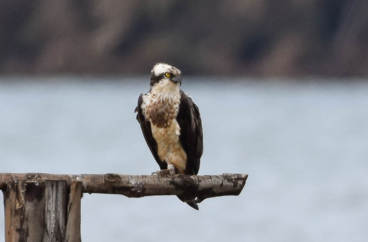 Águila pescadora en un posadero