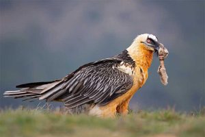 Bearded vulture feeding