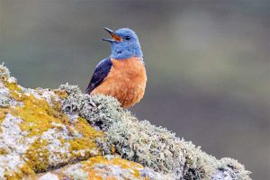 Roquero rojo reclamando