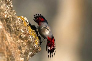 Treparriscos a punto de volar