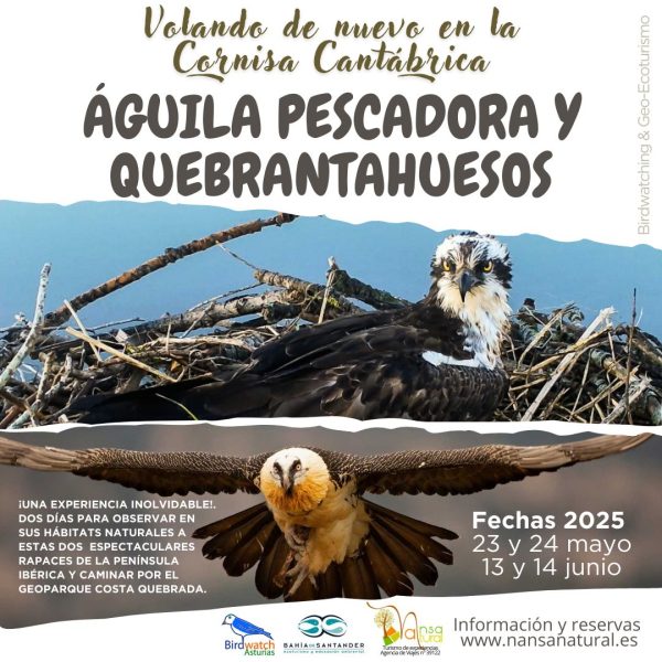 Experiencia águila pescadora y quebrantahuesos