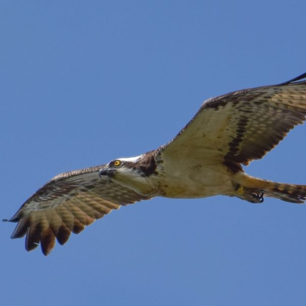 águila pescadora planeando